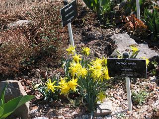 Narcissus 'Rip van Winkle'