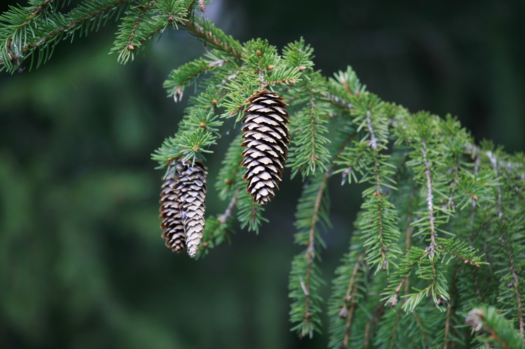 Metsäkuusen (Picea abies) kävyt