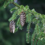 Metsäkuusen (Picea abies) kävyt