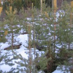 Metsämännyn (Pinus sylvestris) koe-siemenviljelys 358 Nurmijärvi