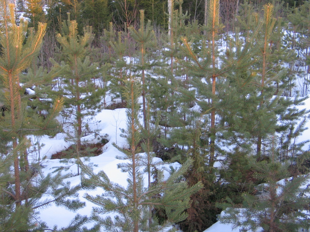 Metsämännyn (Pinus sylvestris) koe-siemenviljelys 358 Nurmijärvi