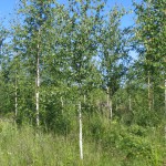 Visakoivumetsikköä (Betula pendula var. carelica)  heinäkuussa 2005