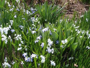 Chionodoxa forbesii - kirjokevättähti