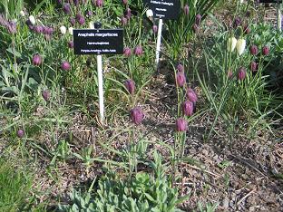 Fritillaria meleagris - kirjopikarililja