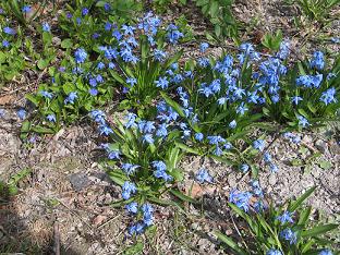 Scilla siberica - idänsinililja