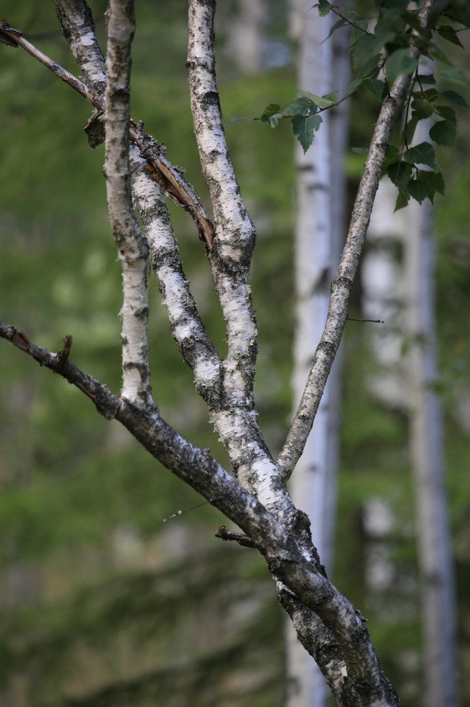 Luontainen visa Salmelan metsästä