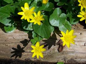 Ranunculus ficaria - mukulaleinikki