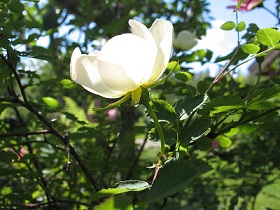 Rosa Spinosissima-ryhmä x ? 