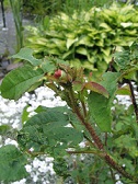 Rosa Centifolia-ryhmä muscoca 'Björlund' - sammalruusun 'Björlund' nuppu